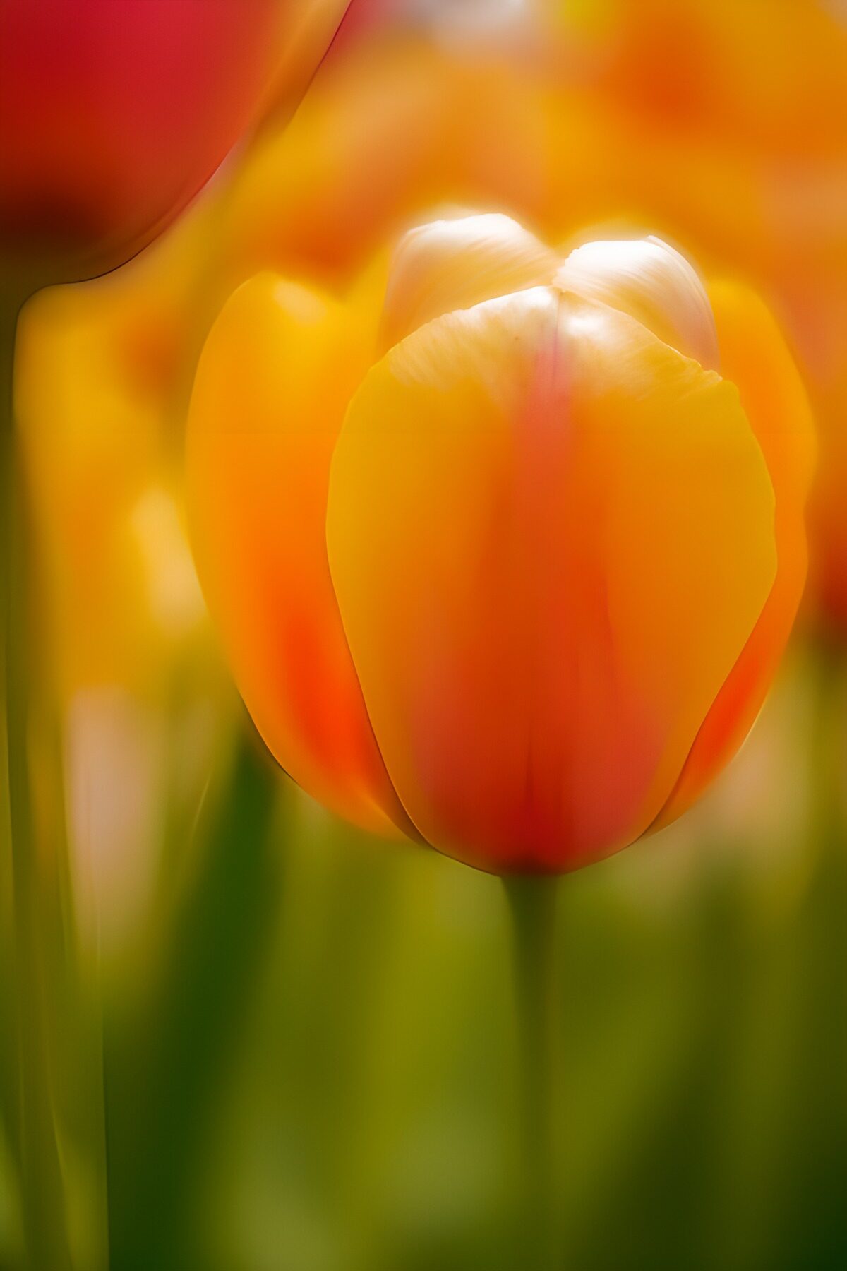 OCCOM5778978: Vibrant Tulip Bloom in Spring Light