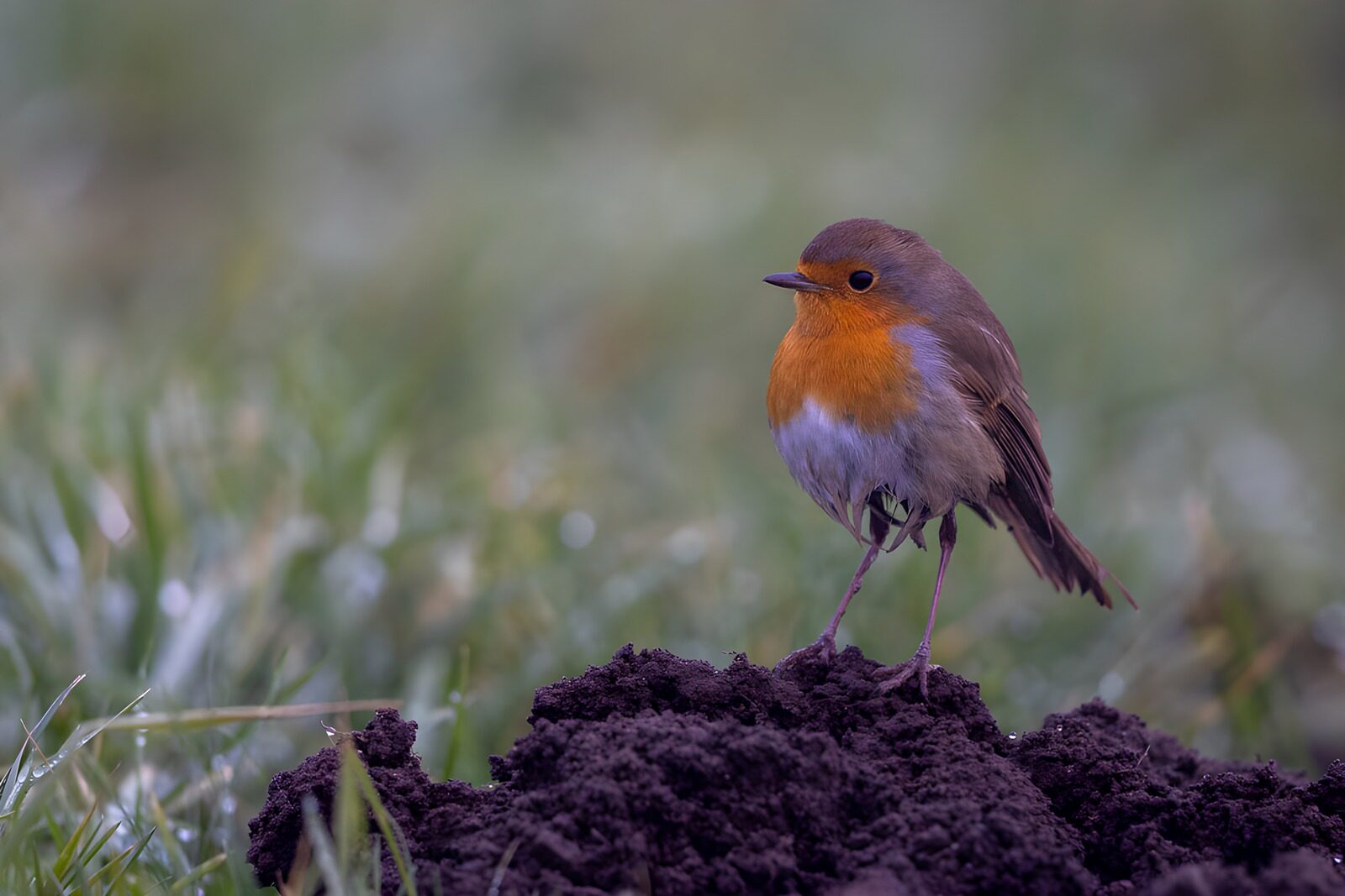 OCCOM4742172: Charming Robin on Fresh Soil