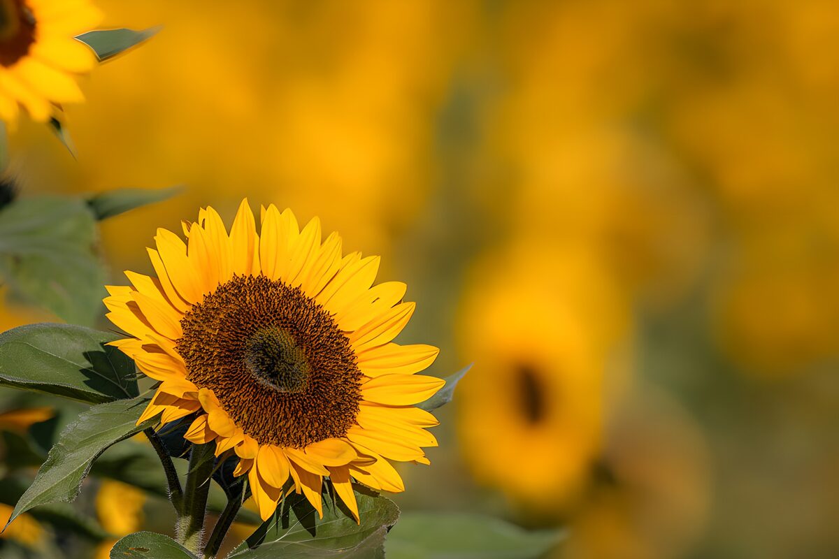 OCCOM7817332: Vibrant Sunflower in Bloom