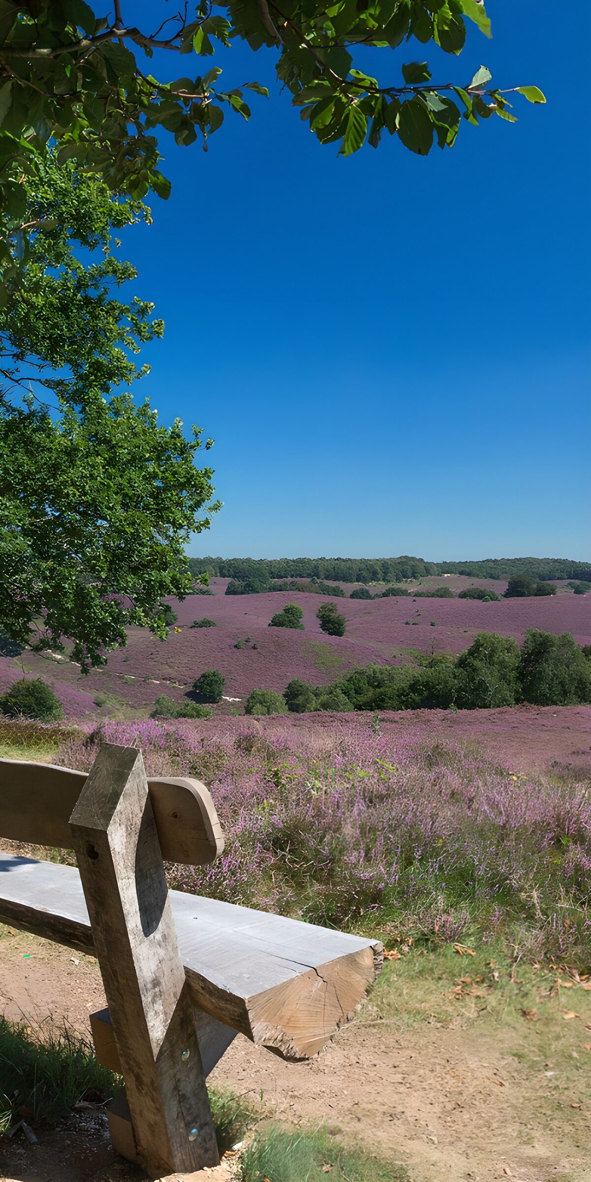OCCOM8840458: Serene Lavender Meadow View