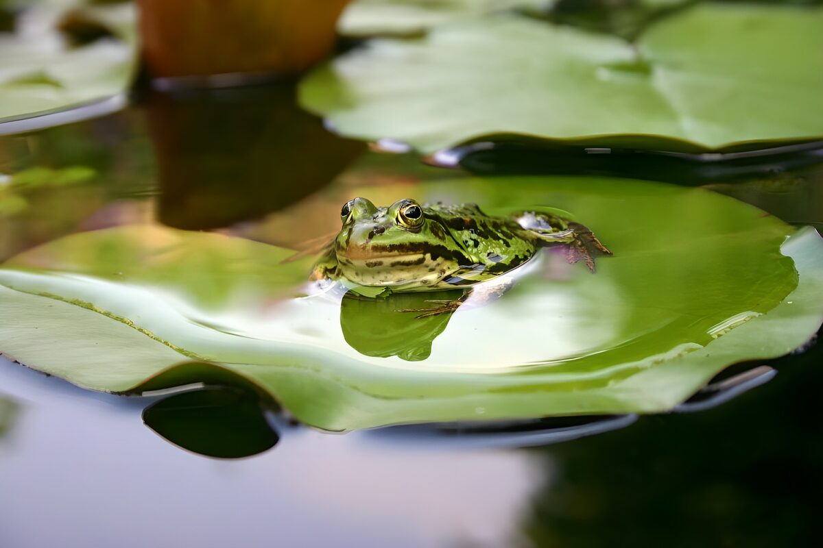 Frog on a Lily Pad