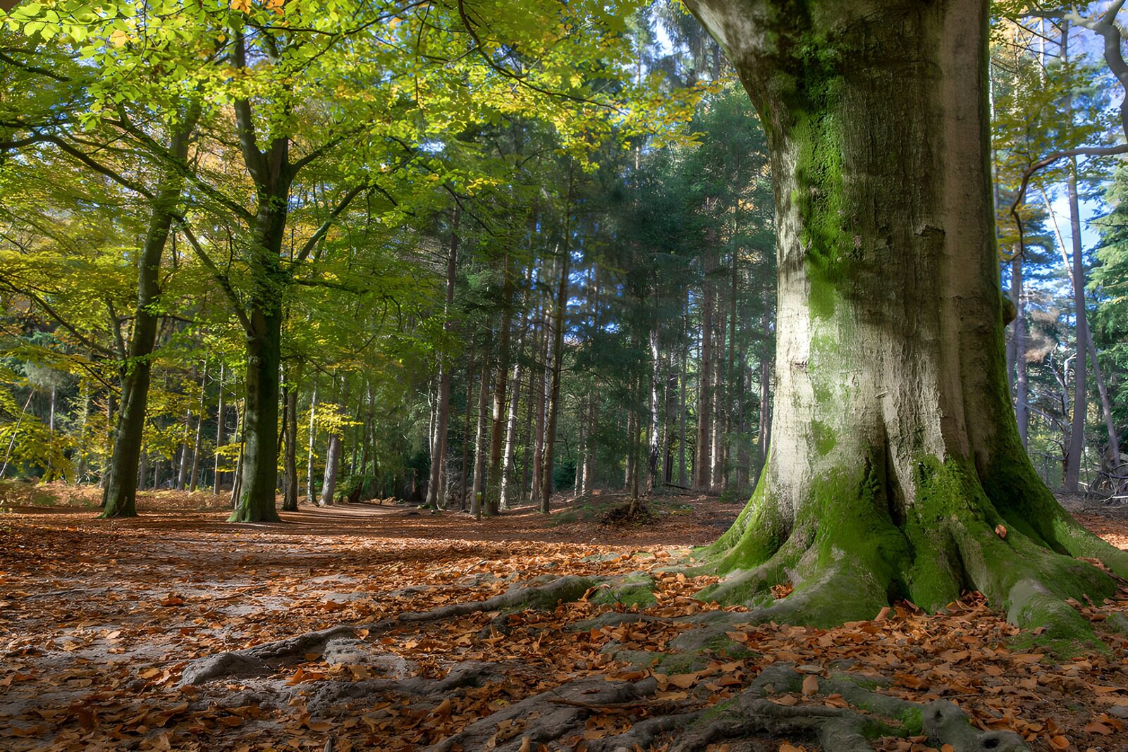 OCCOM2999842: Tranquil Autumn Forest Path