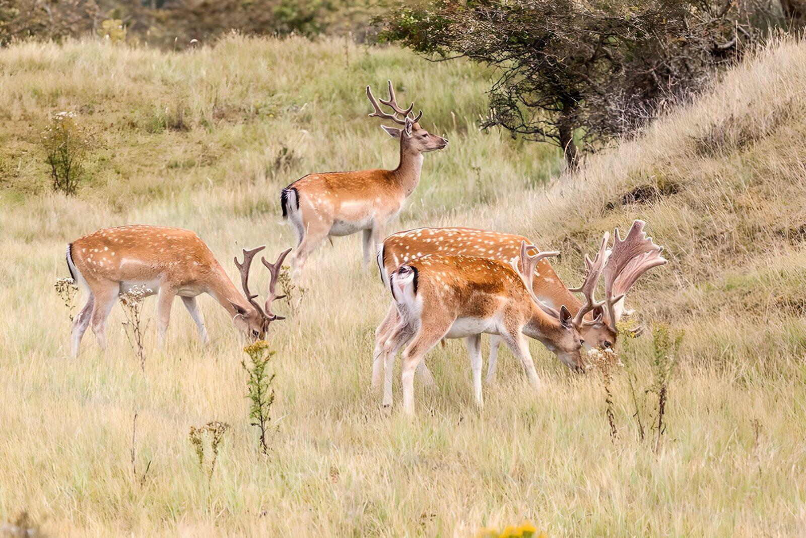 OCCOM2978797: Group of Fallow Deer Grazing in Nature