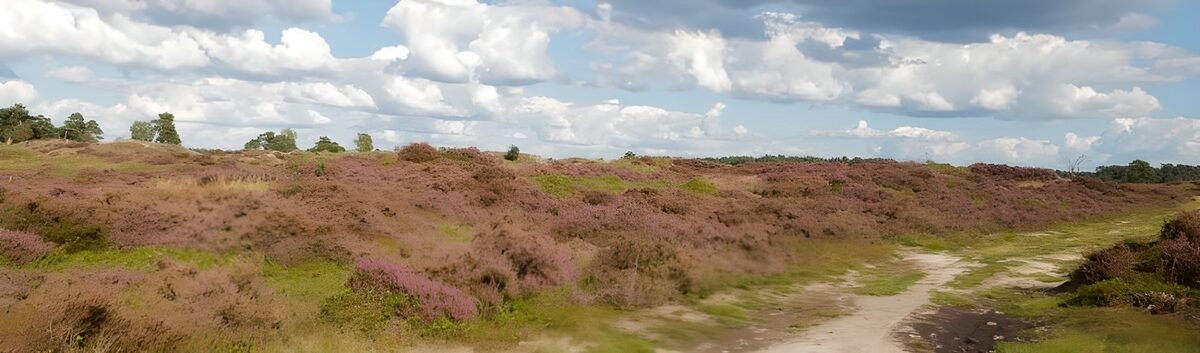 Beautiful Heather Landscape