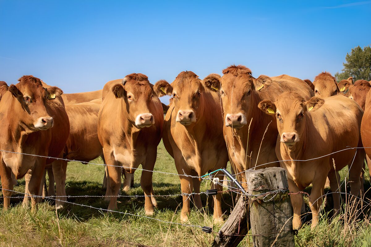 Curious Cows in a Sunny Pasture