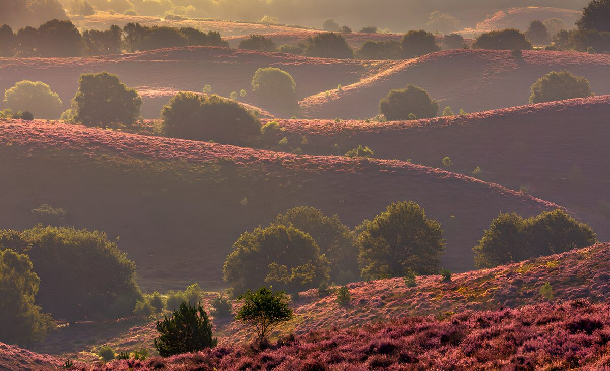 Serene Heather Hills at Dusk