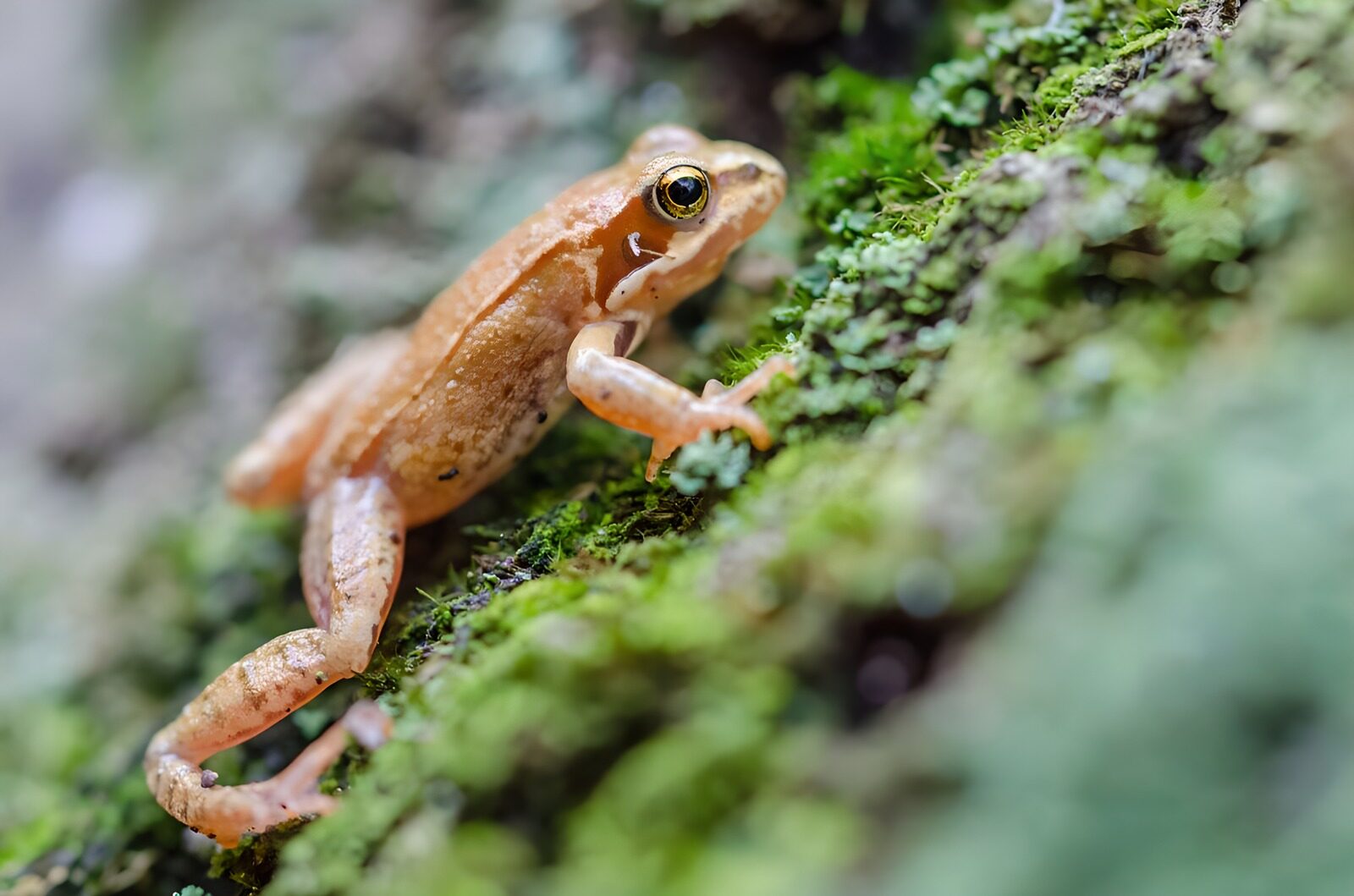 OCCOM1451300: Tiny Frog on Mossy Surface