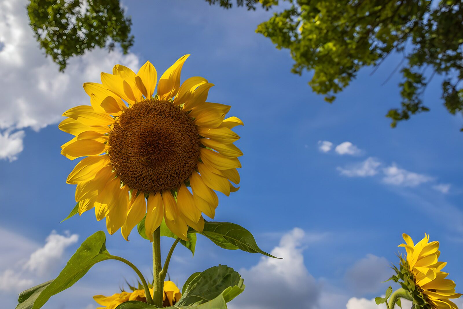 OCCOM9798784: Bright Sunflower Under Clear Skies