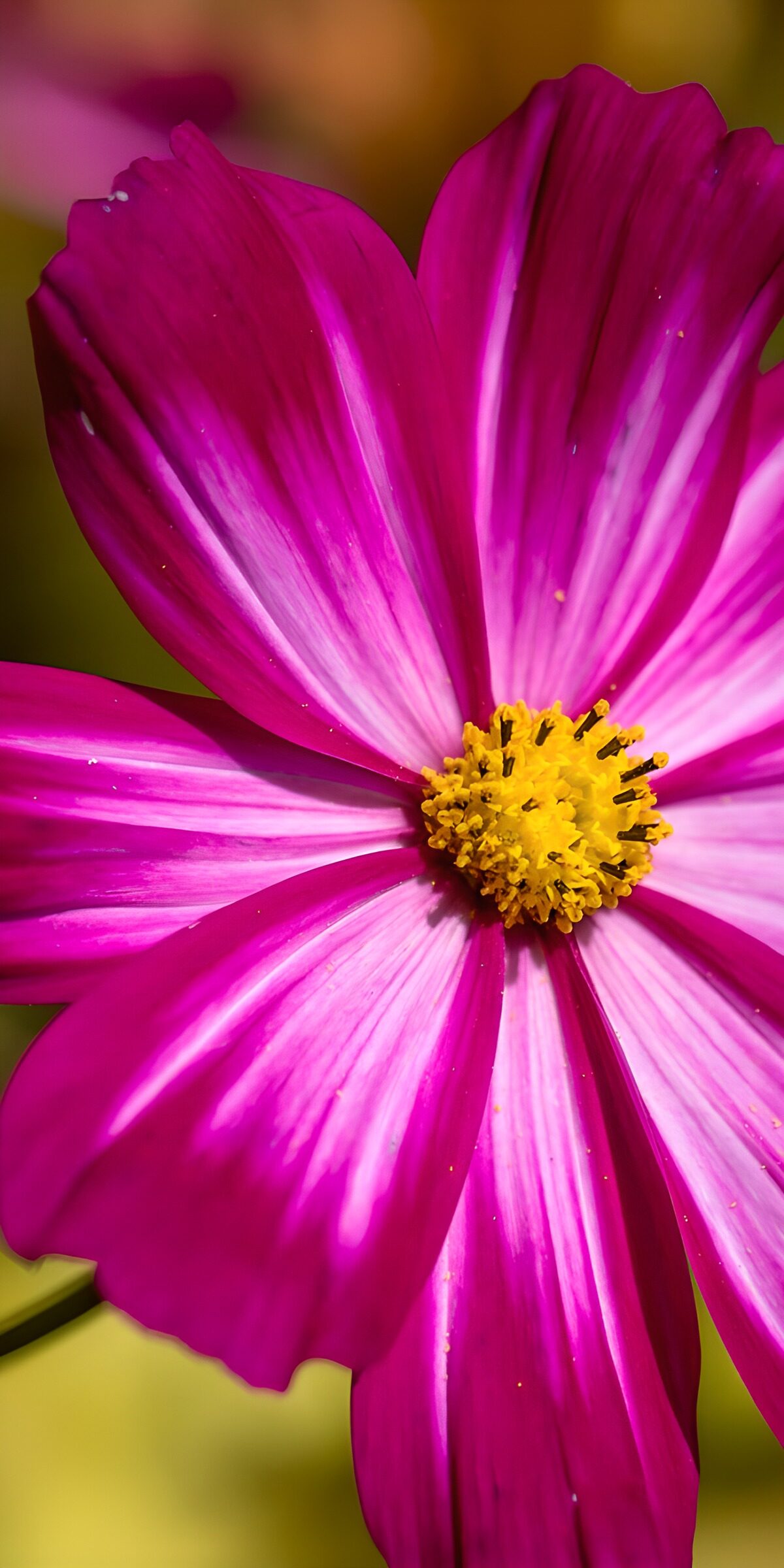 OCCOM4498108: Vibrant Pink Cosmos Bloom
