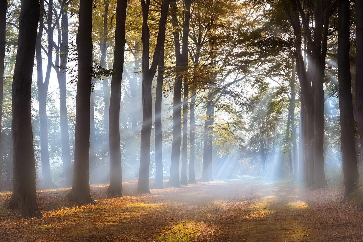 Enchanted Forest with Sunlight Rays