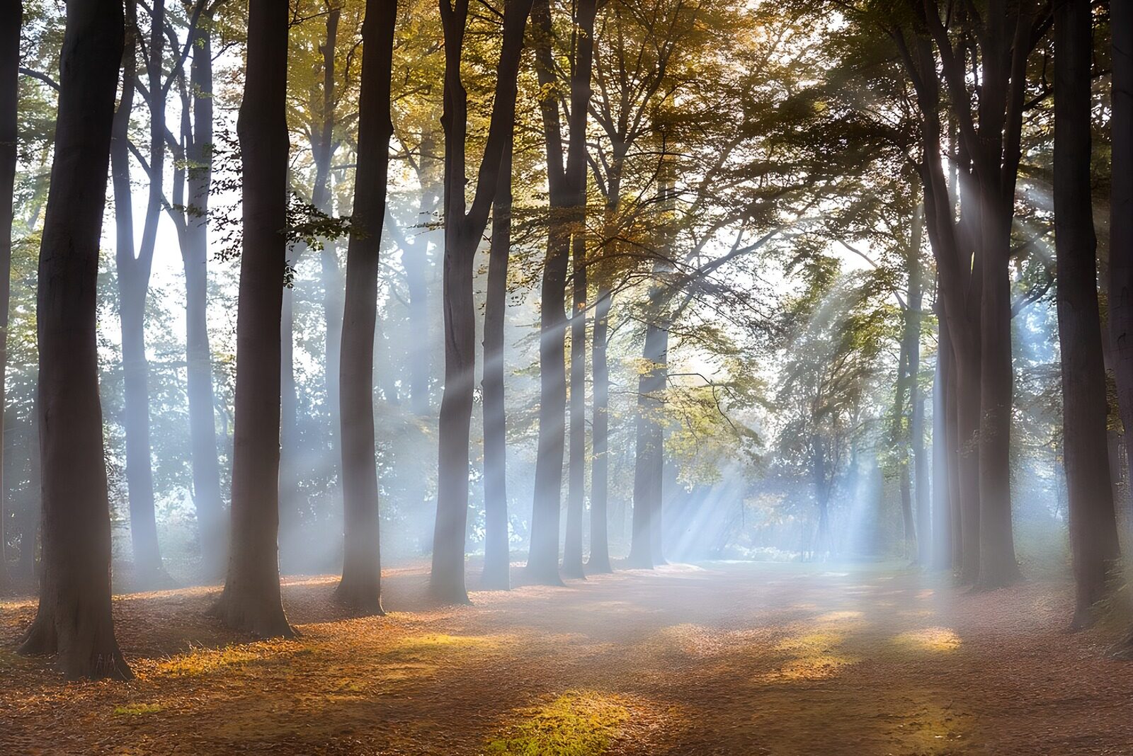 OCCOM5049681: Enchanted Forest with Sunlight Rays