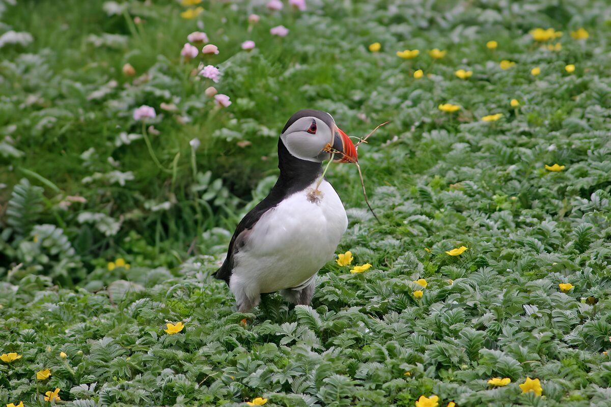 Puffin with Nesting Material