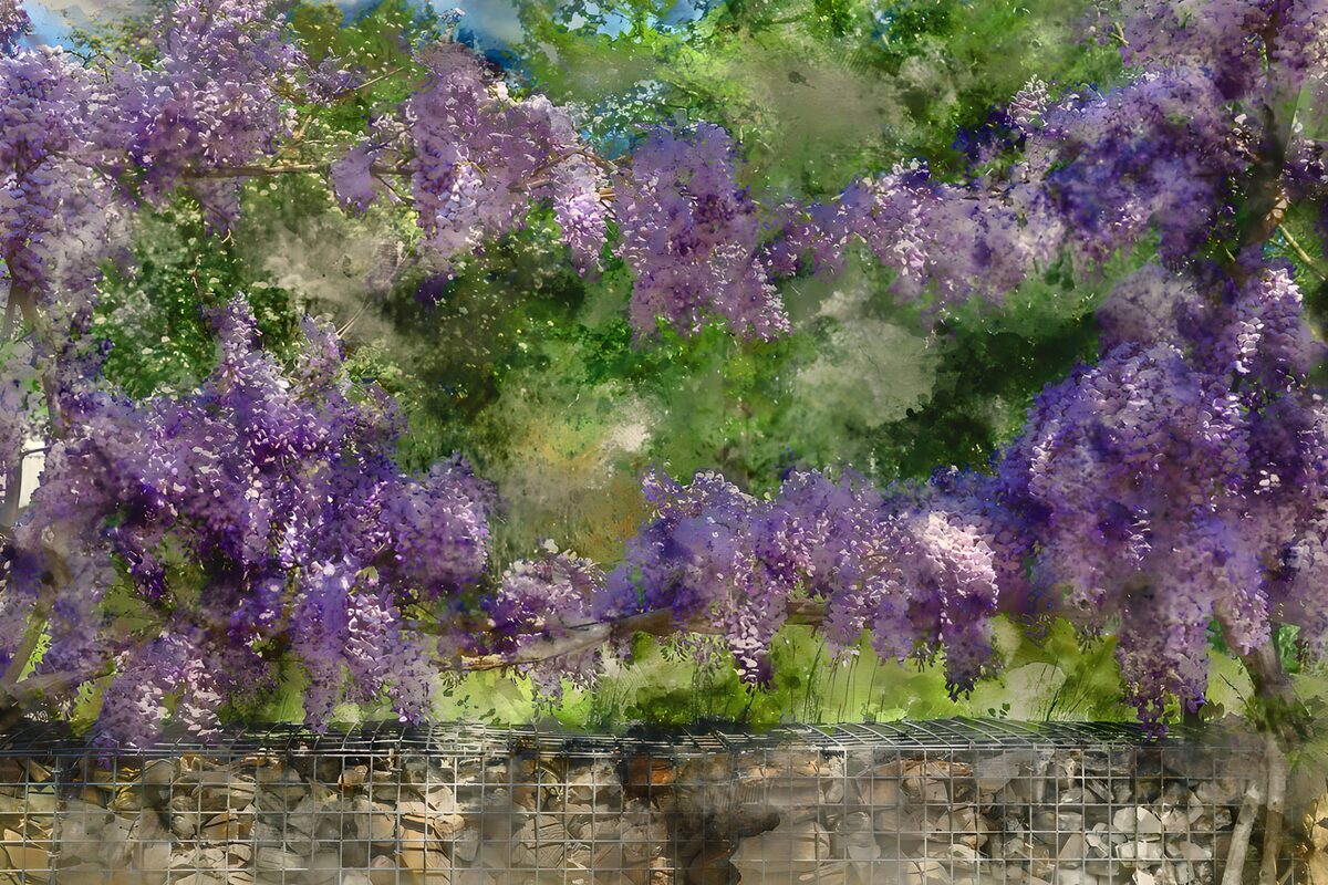 Wisteria Blossoms in Bloom