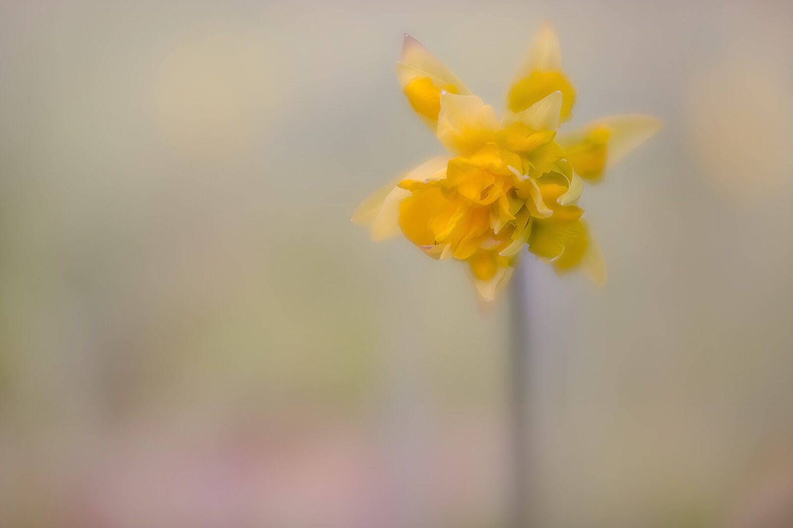 OCCOM8462581: Soft Yellow Bloom in Gentle Light