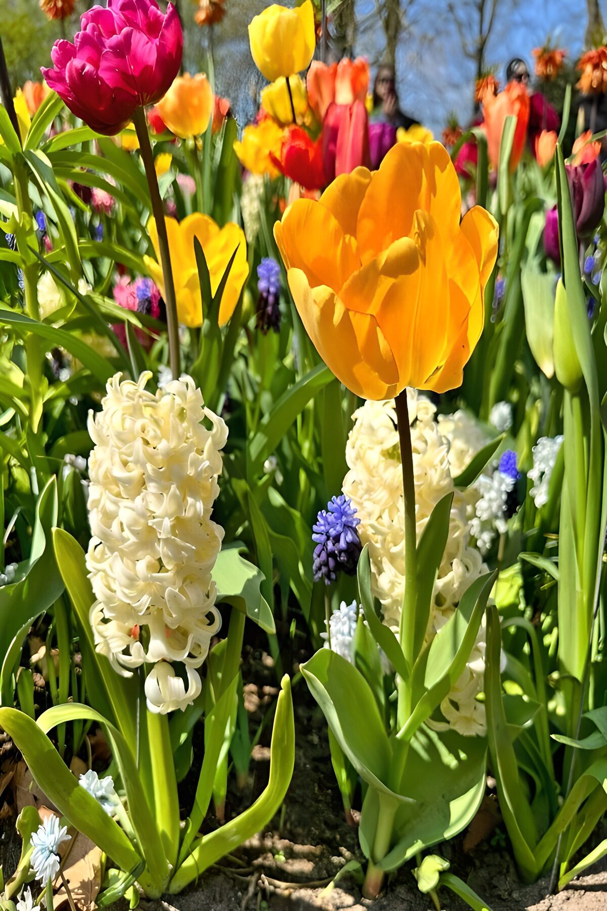 Colorful Spring Blossom Collection