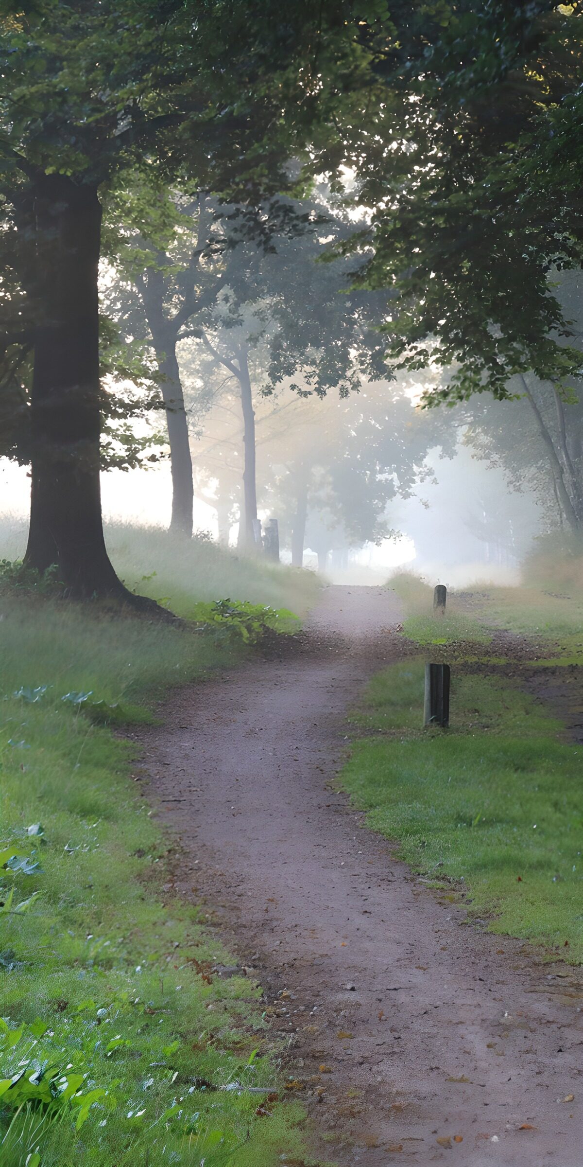 OCCOM6137871: Misty Morning Pathway