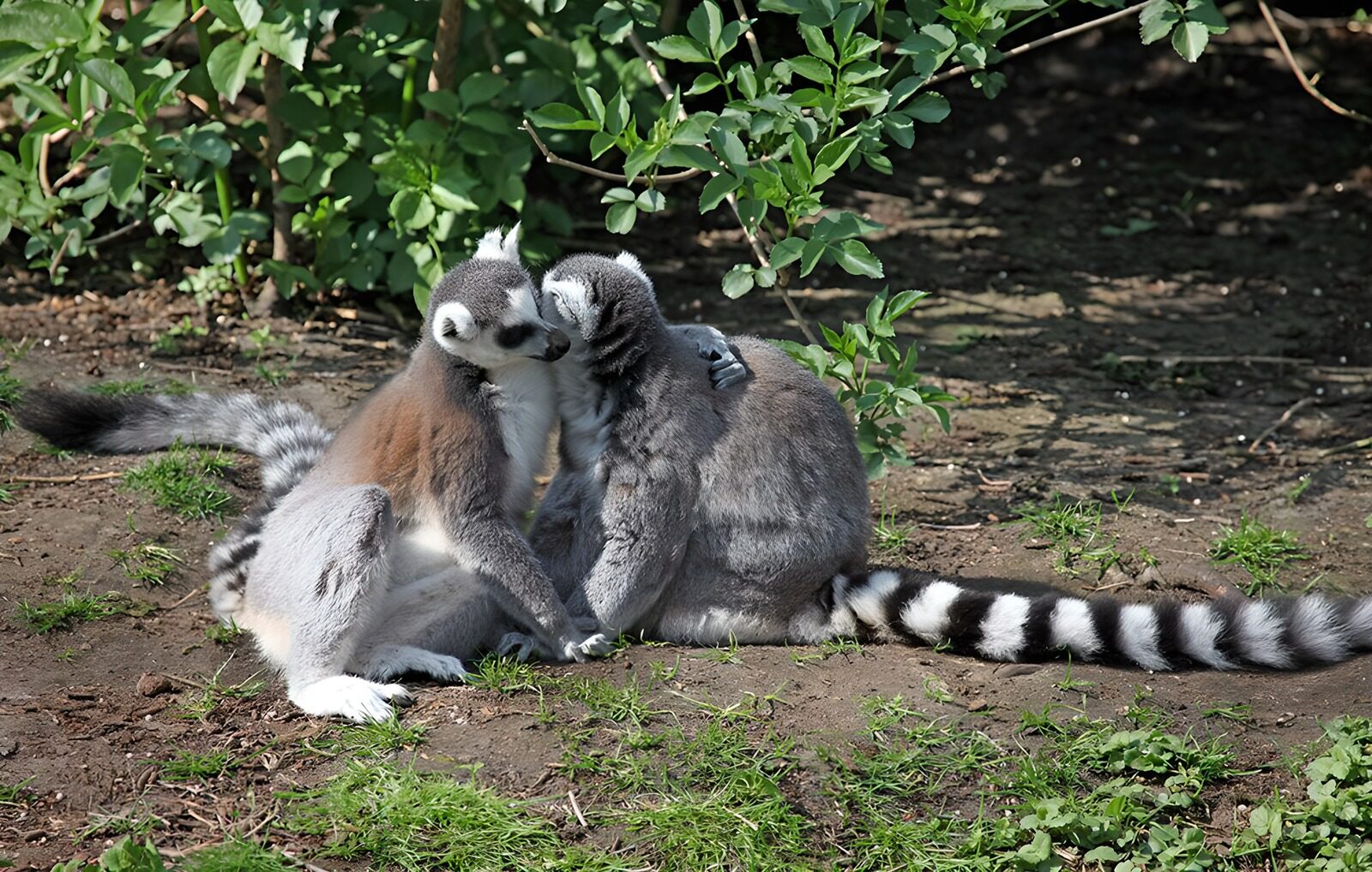 OCCOM3761216: Affectionate Lemurs in Nature