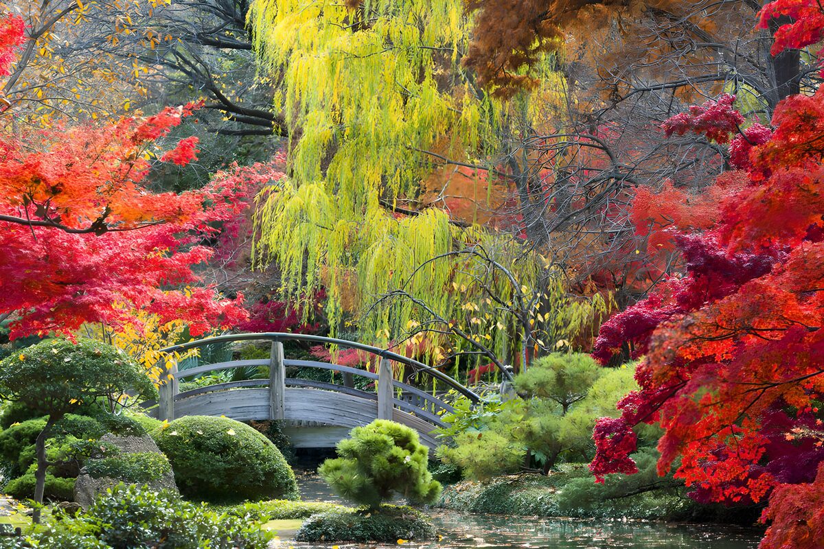 OCCOM1555564: Vibrant Autumn Serenity in the Garden