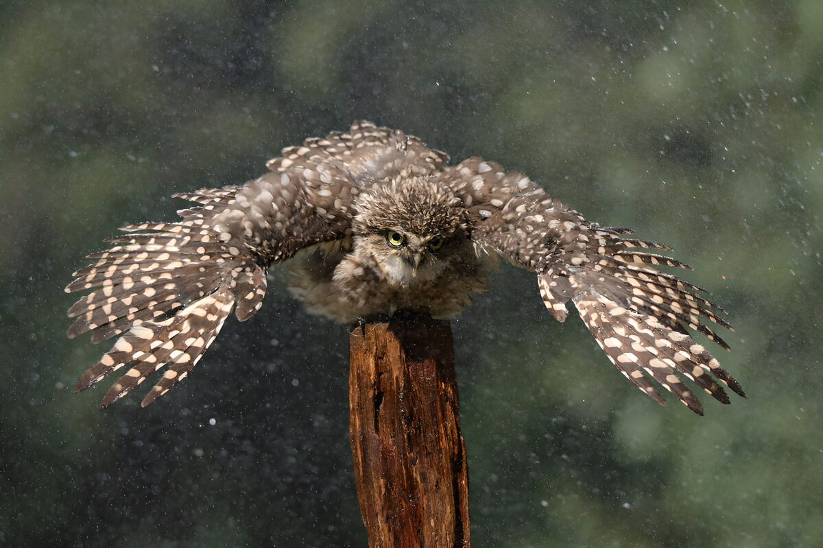 Majestic Owl in Motion