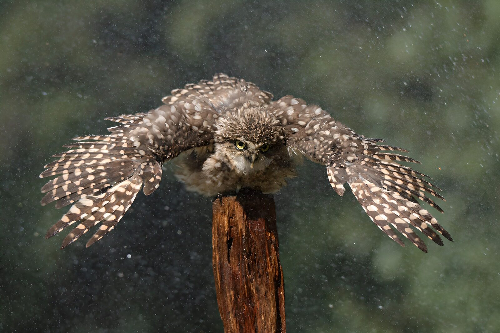 OCCOM3318705: Majestic Owl in Motion
