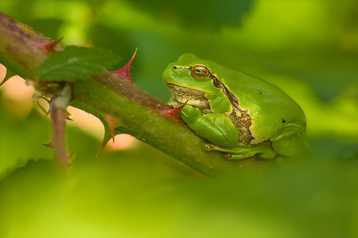 OCCOM5357286: Green Frog Among Thorny Leaves
