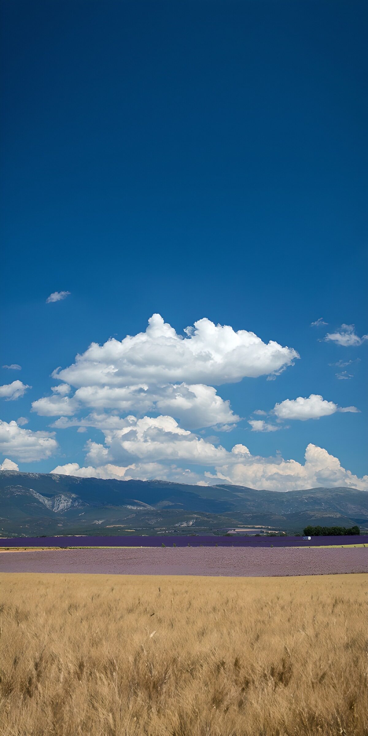OCCOM2828993: Lavender Fields Under Blue Sky