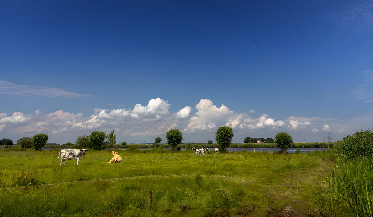 OCCOM3179801: Tranquil Pasture Under Blue Skies