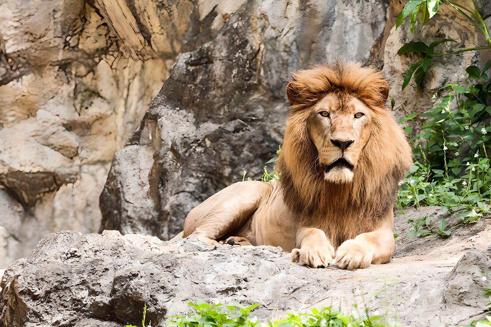 OCCOM6379436: Majestic Lion Resting on Rocks