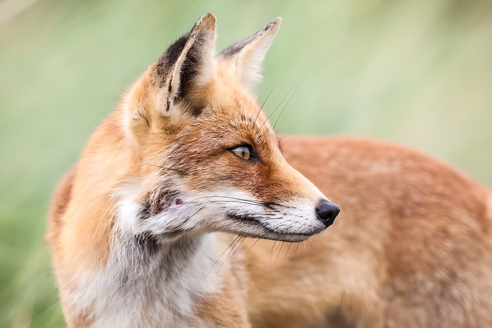 OCCOM6147768: Graceful Fox in a Green Landscape