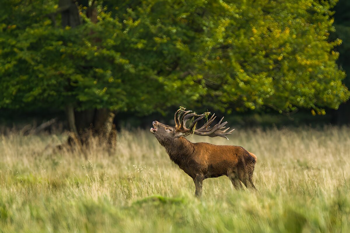 OCCOM9578325: Majestic Stag in Nature's Embrace