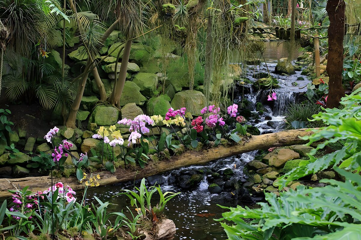 OCCOM3849288: Tranquil Orchid Garden Stream