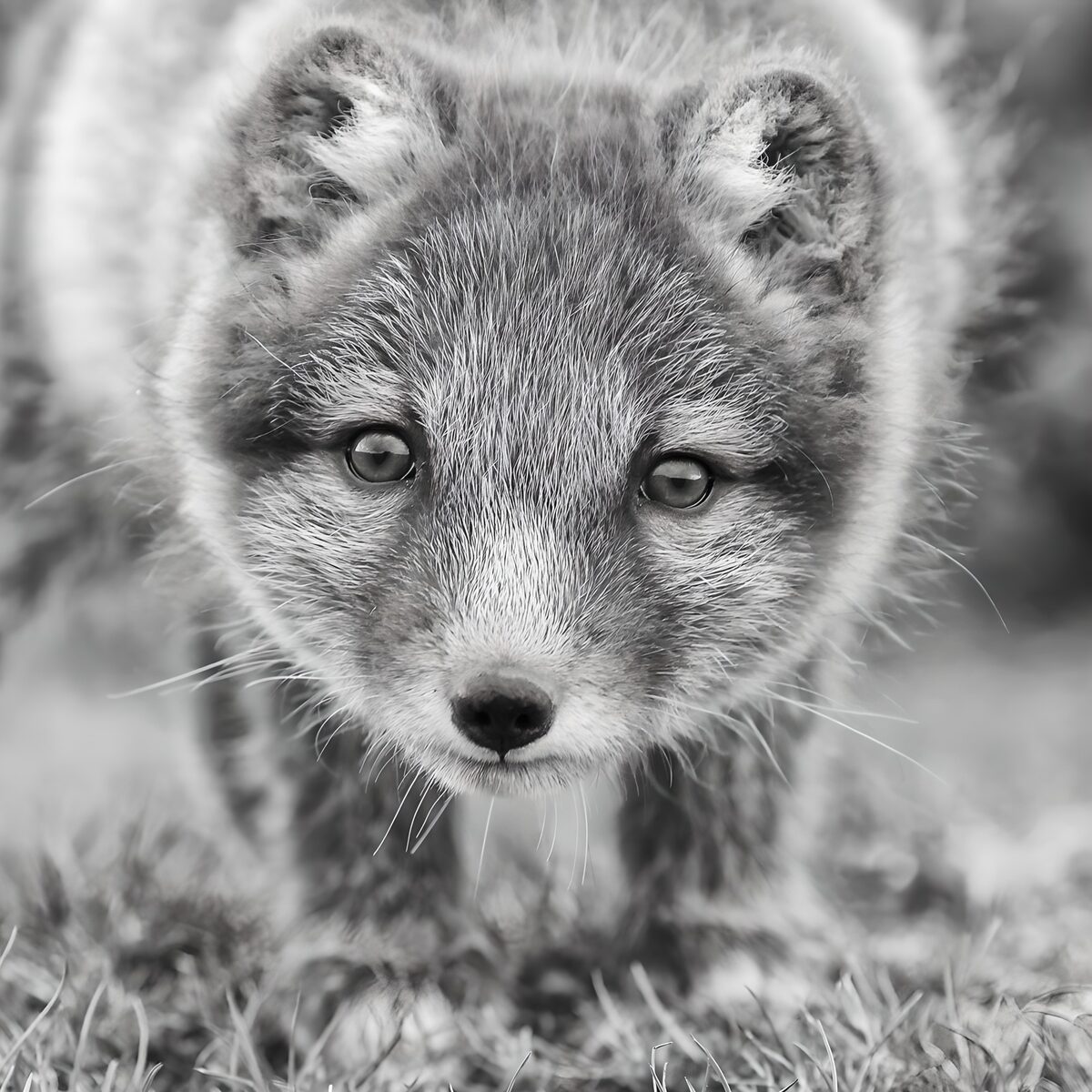 Curious Arctic Fox in Black and White
