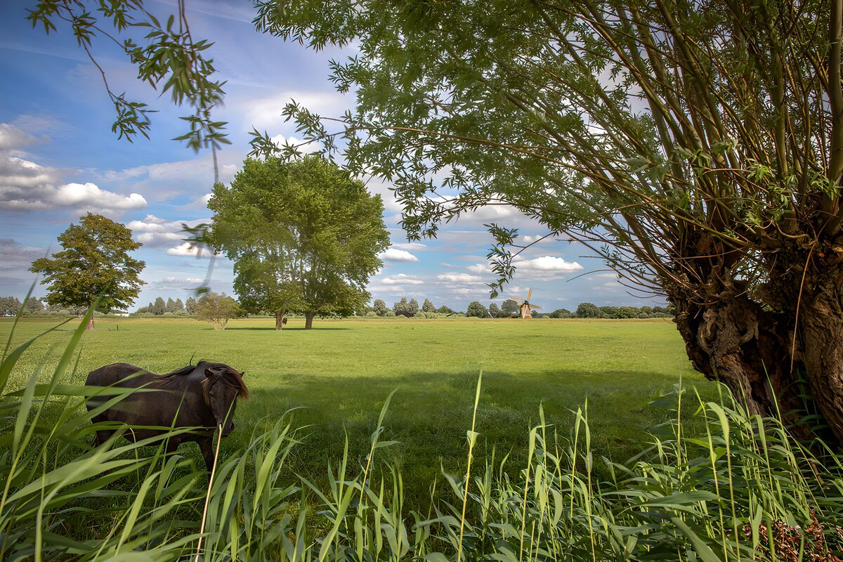 OCCOM4311391: Serene Pastoral Landscape