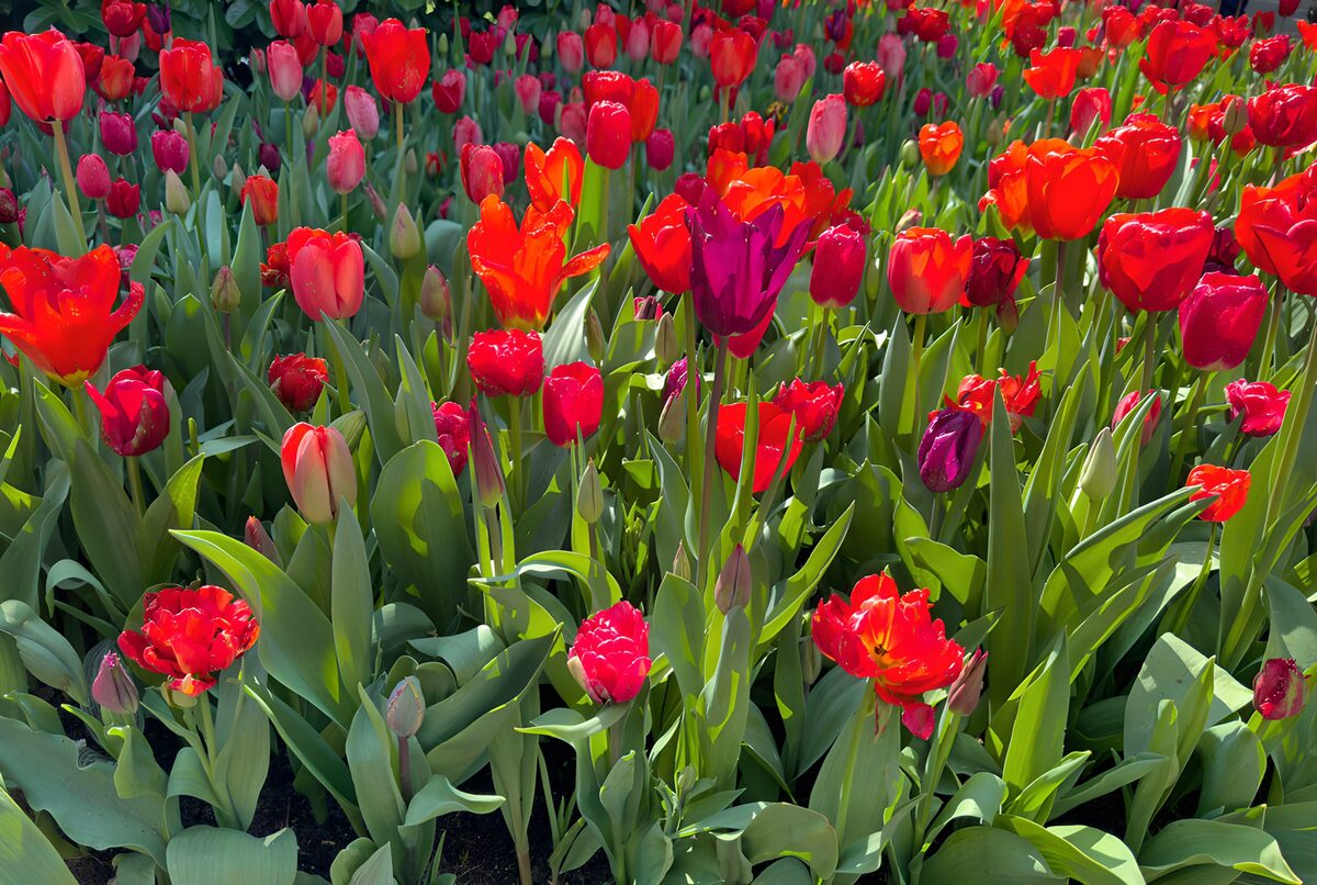 Vibrant Tulip Garden