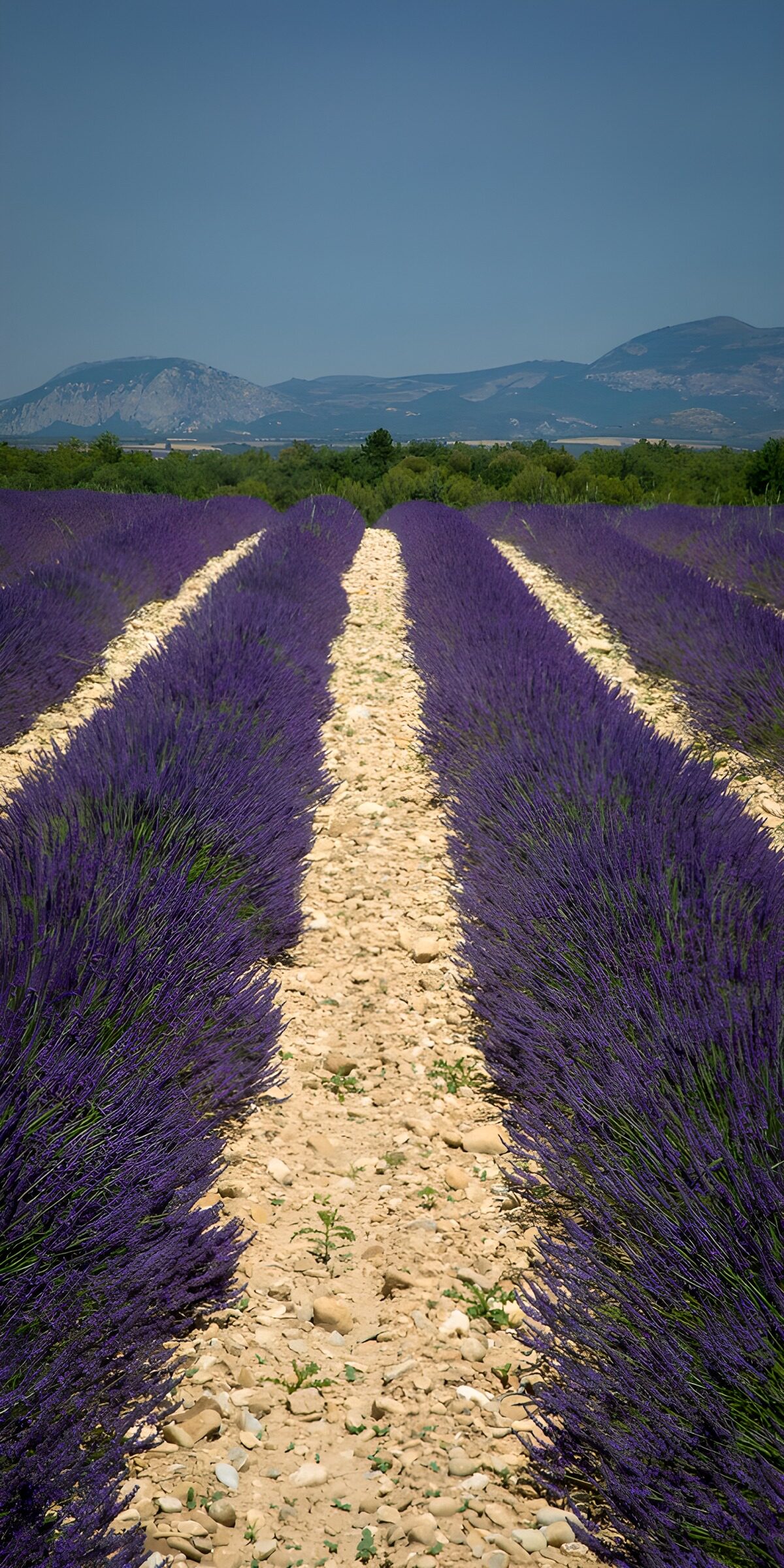 OCCOM4102847: Serene Lavender Fields