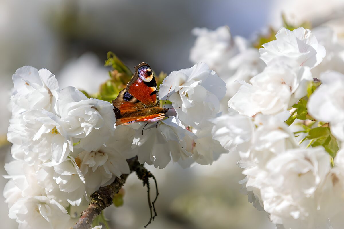 Butterfly Amidst Blossoms