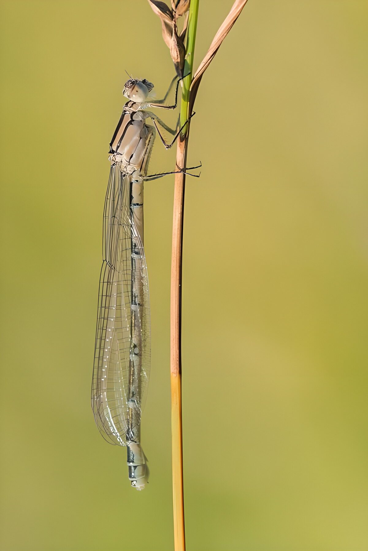 OCCOM9569371: Delicate Dragonfly on a Blade of Grass
