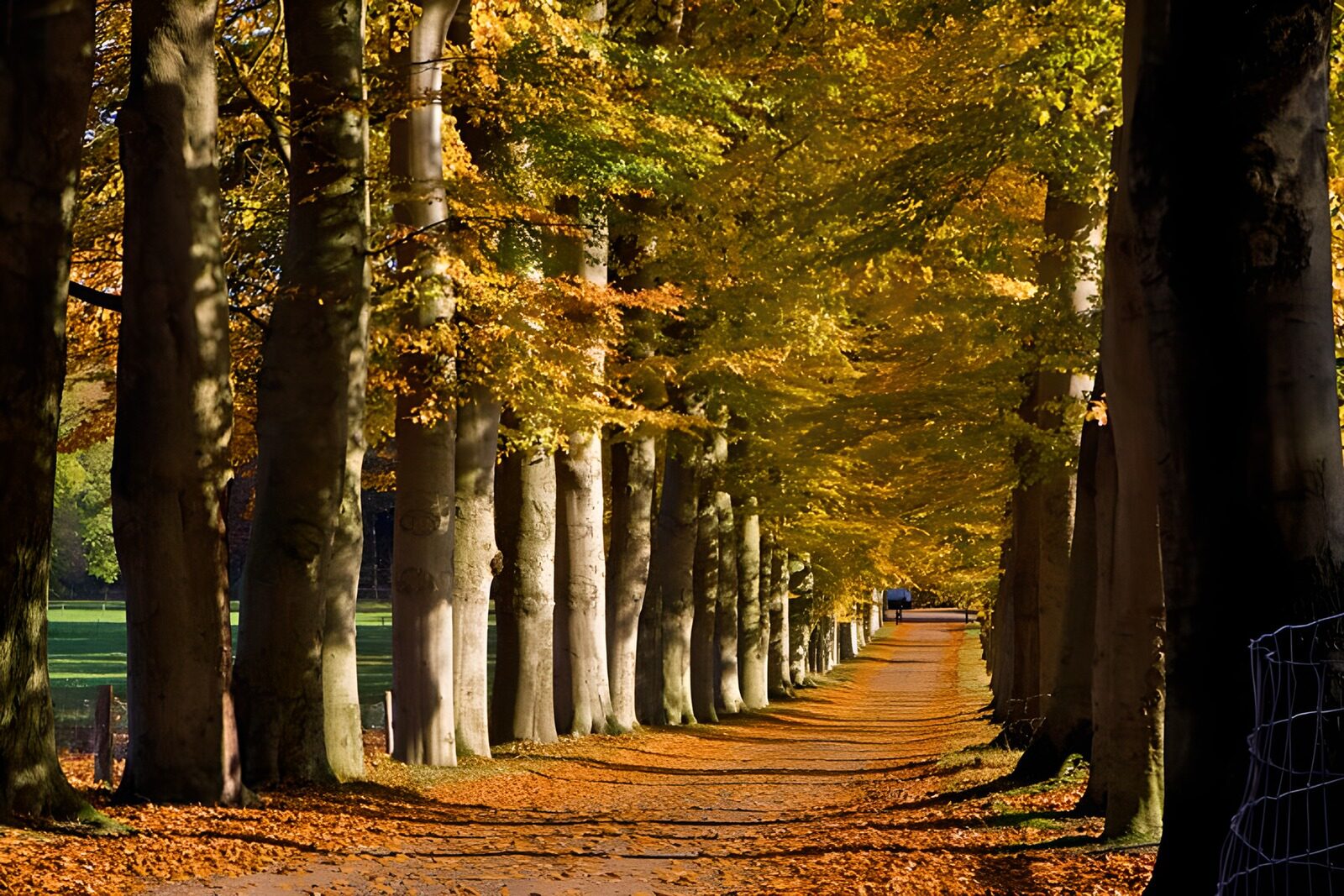 OCCOM6324424: Golden Avenue in Autumn