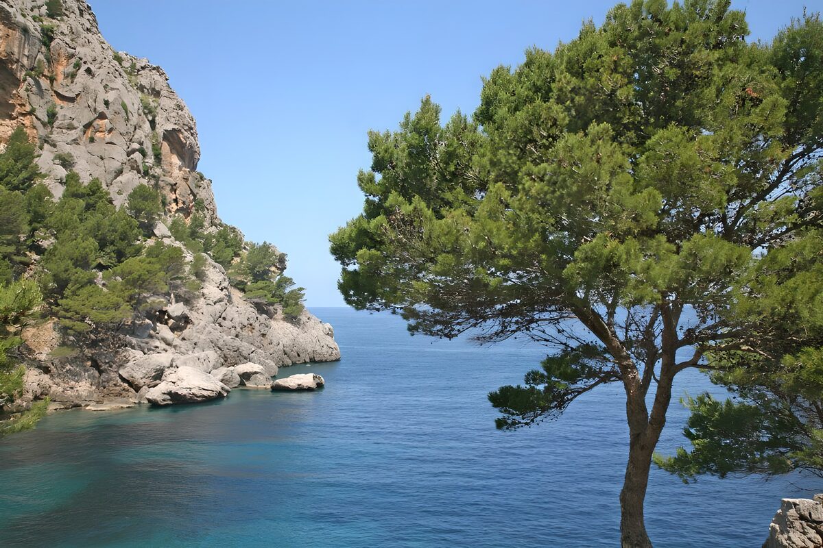 Serene Coastal Landscape with Pine Tree