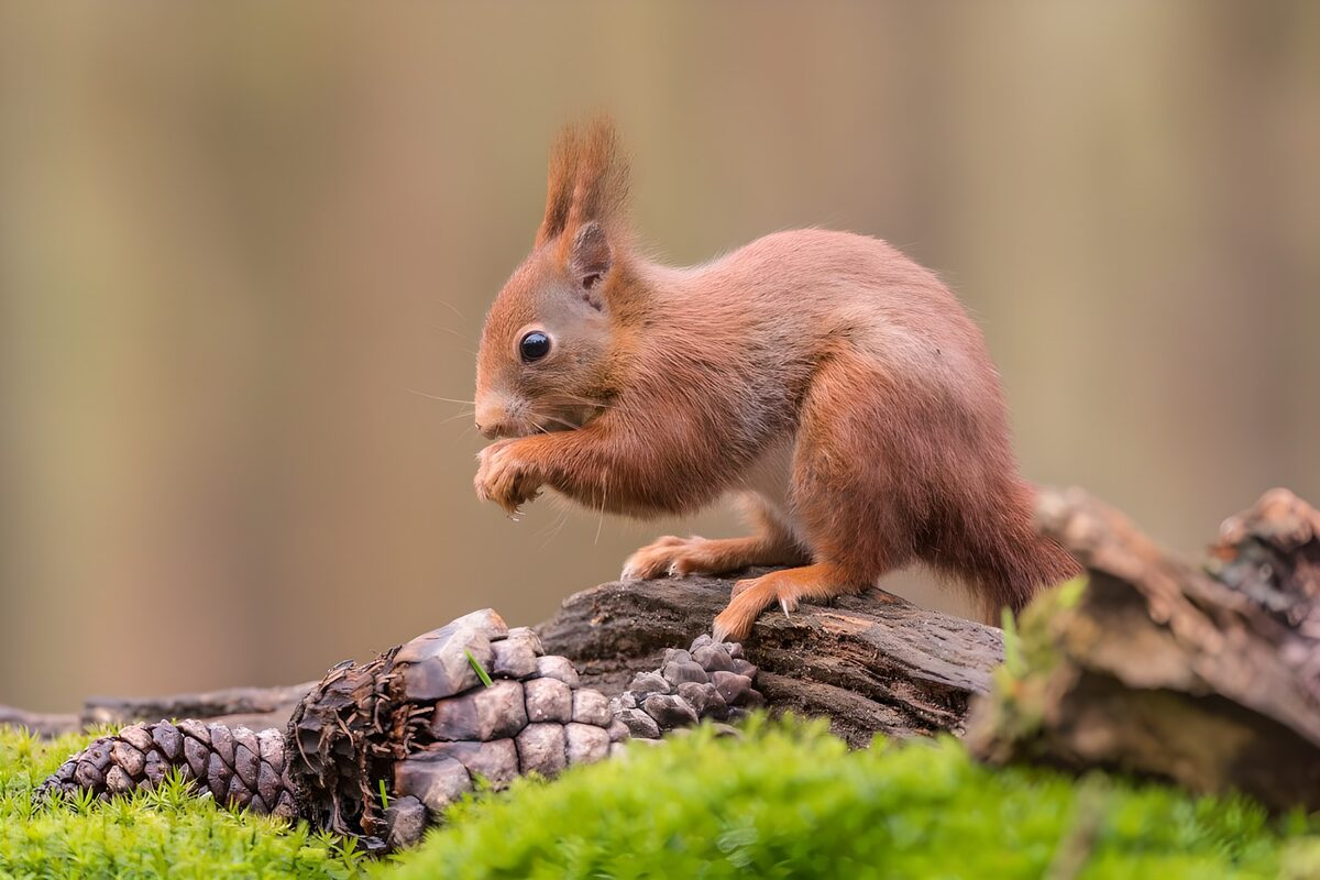 Curious Squirrel in Nature