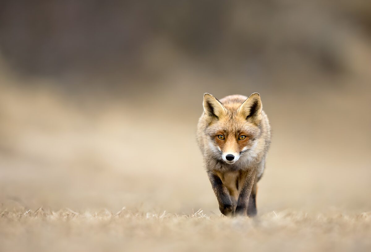 Focused Fox in Natural Habitat