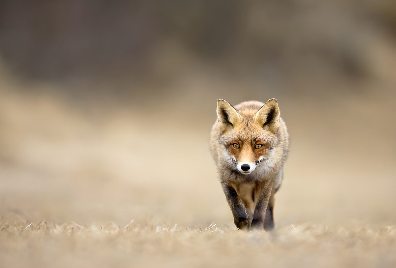 OCCOM6593934: Focused Fox in Natural Habitat