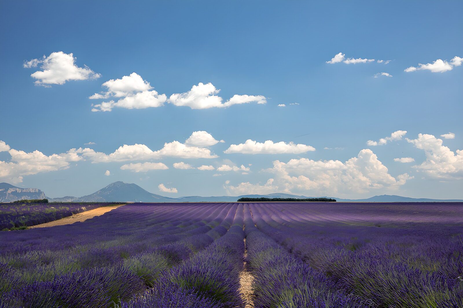OCCOM3708402: Lavender Fields Under Blue Sky