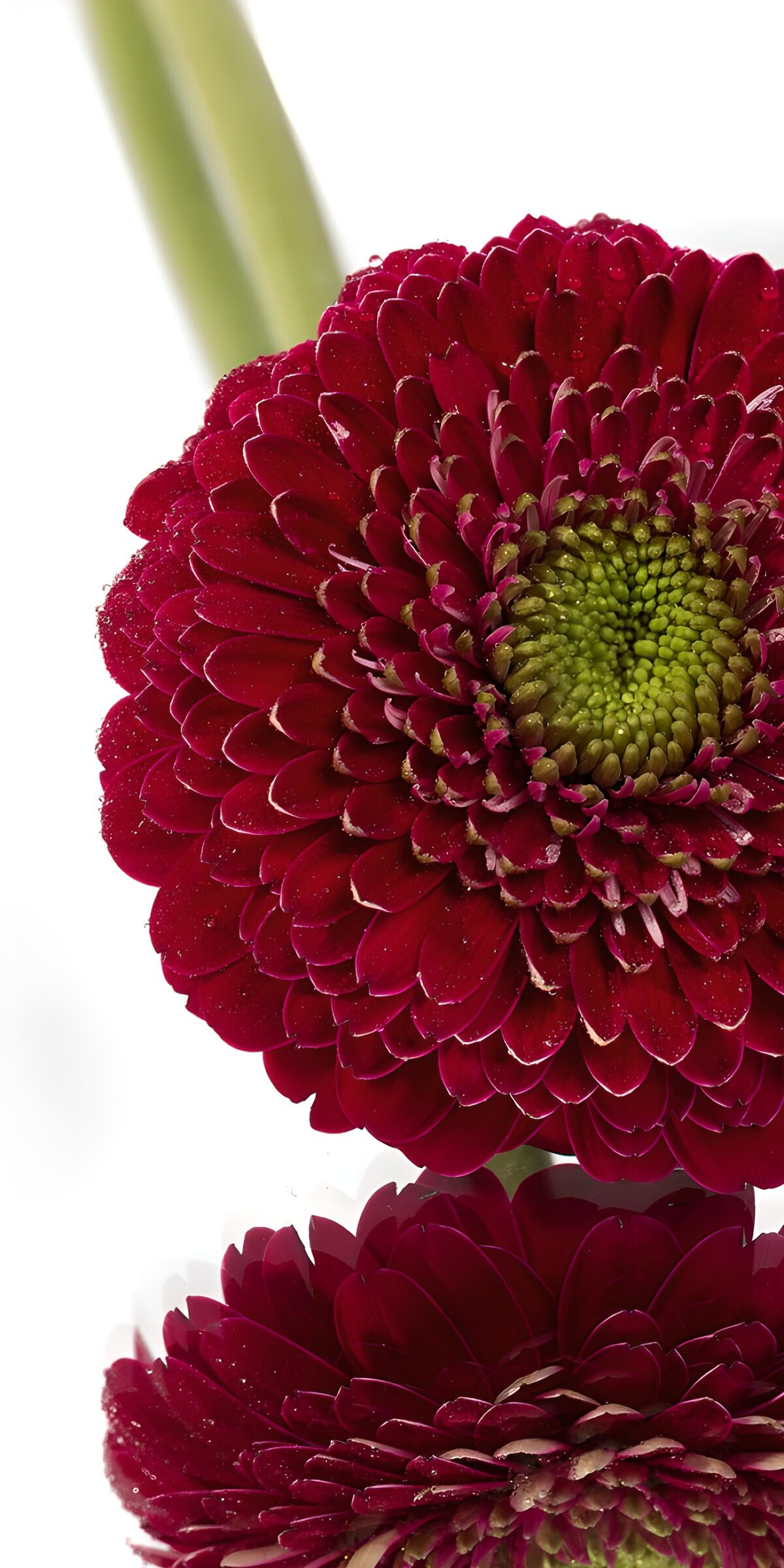 OCCOM9509035: Stunning Red Gerbera Daisy