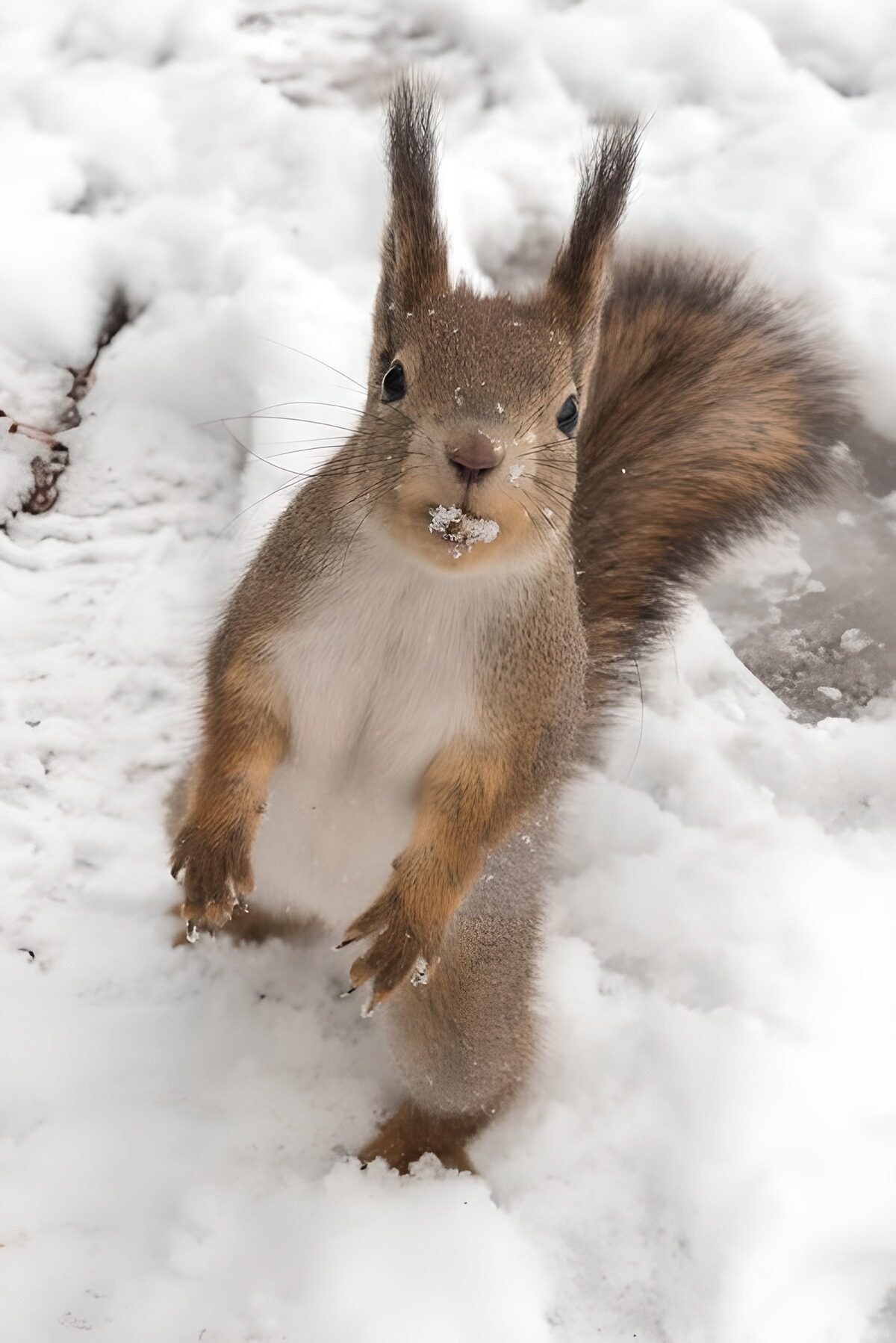 Playful Squirrel in Winter Wonderland