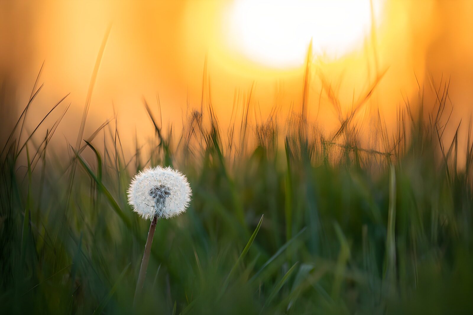 OCCOM2985634: Dandelion Glow at Sunset