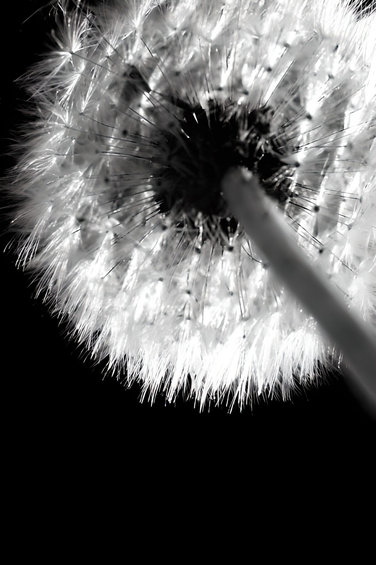 Dandelion Wish in Black and White
