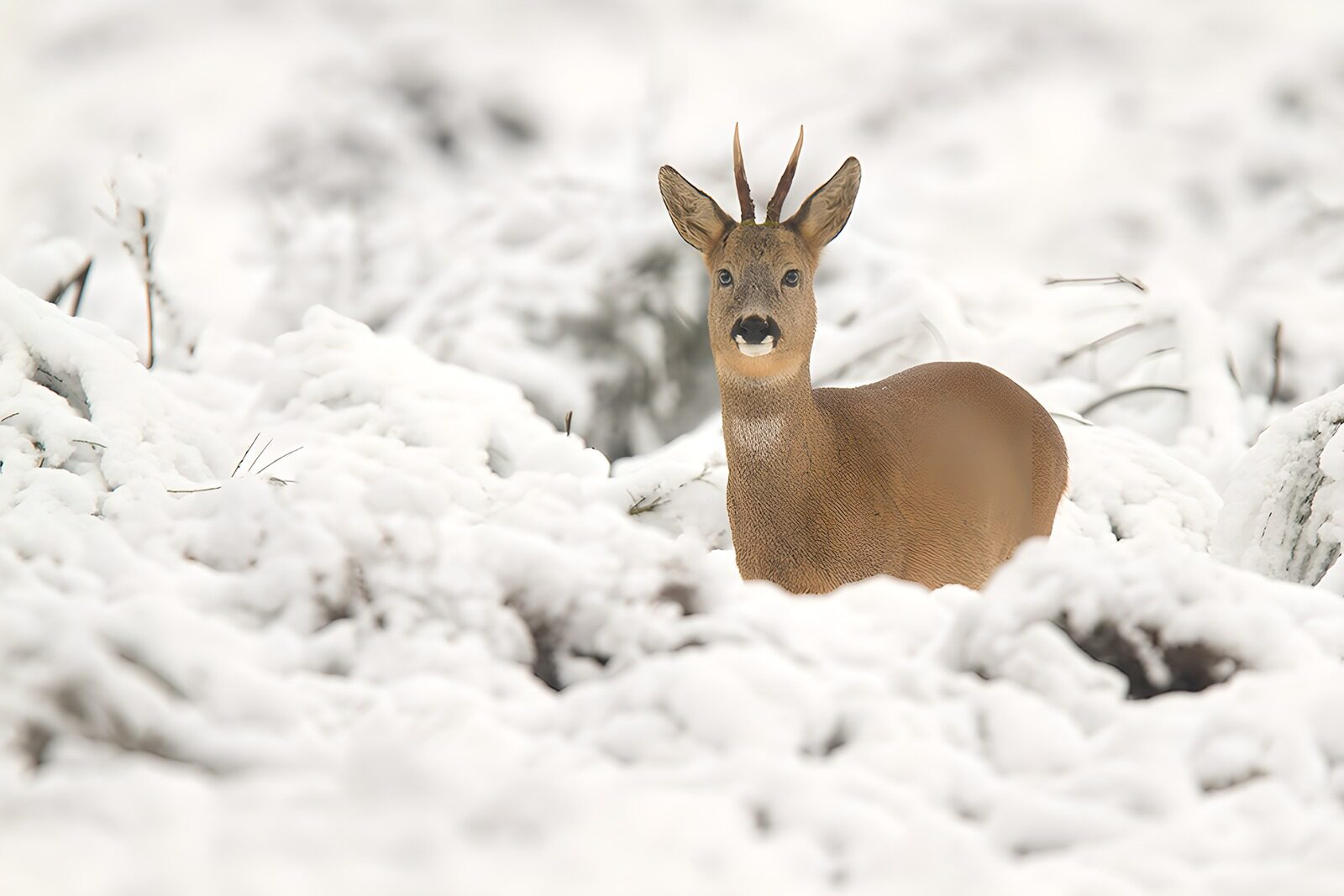 OCCOM5346535: Winter's Gentle Visitor