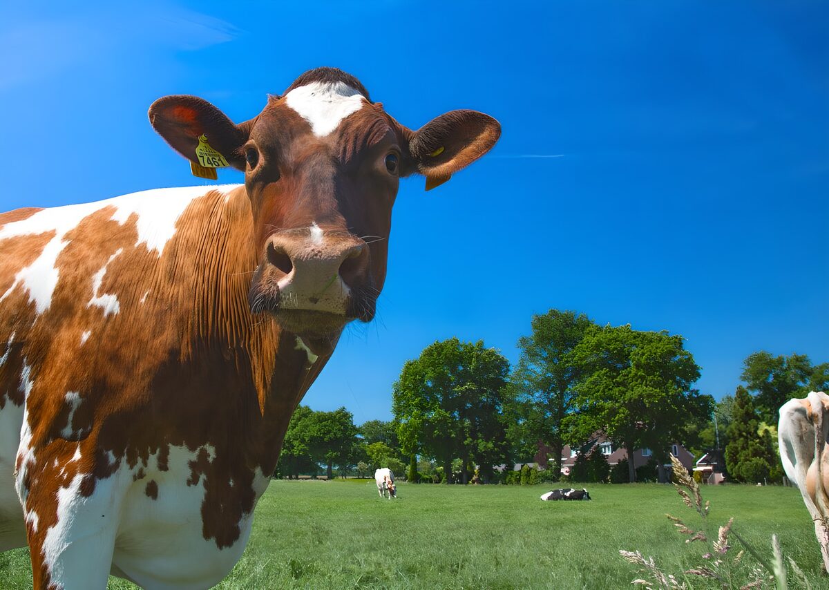 Curious Cow in Sunny Pastures