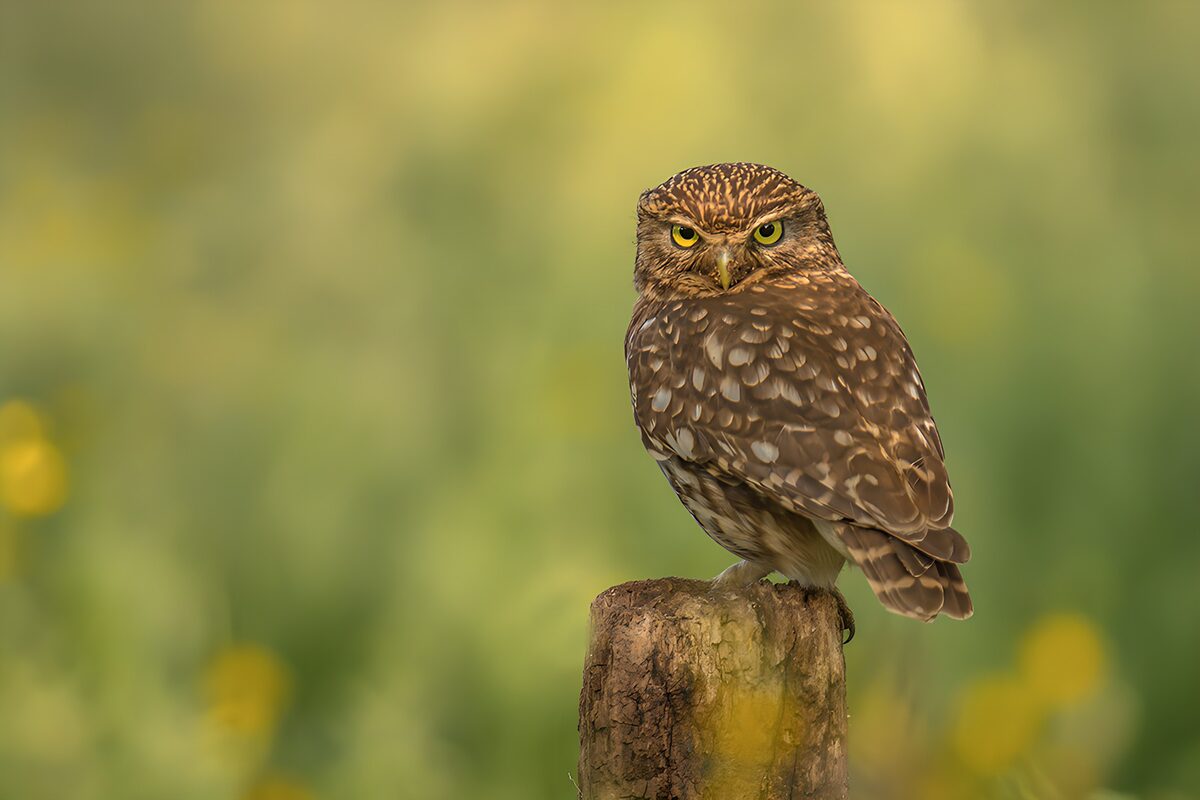 Watchful Little Owl in Nature